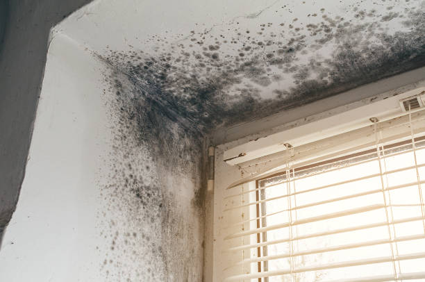 Affordable Mold Remediation solutions in Moorestown, NJ
