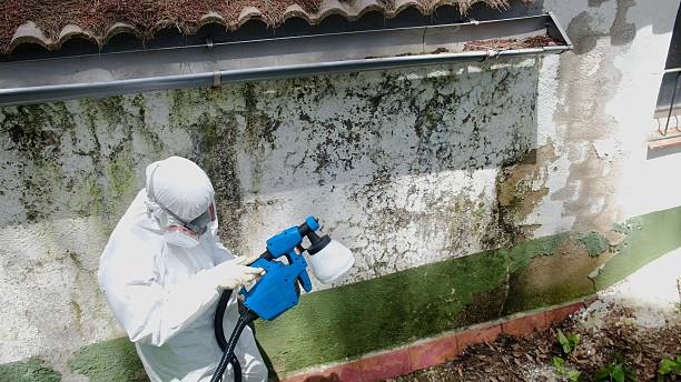 Top rated local Mold Remediation specialists in Moorestown, NJ